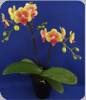 Phal. King Car French Kiss